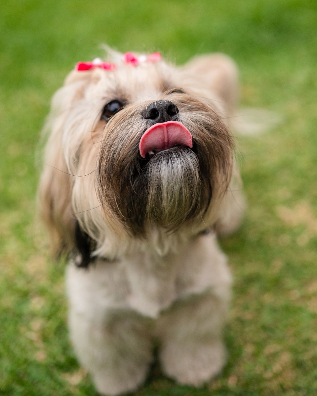 A freshly groomed cream pup with a pink bow in its hair